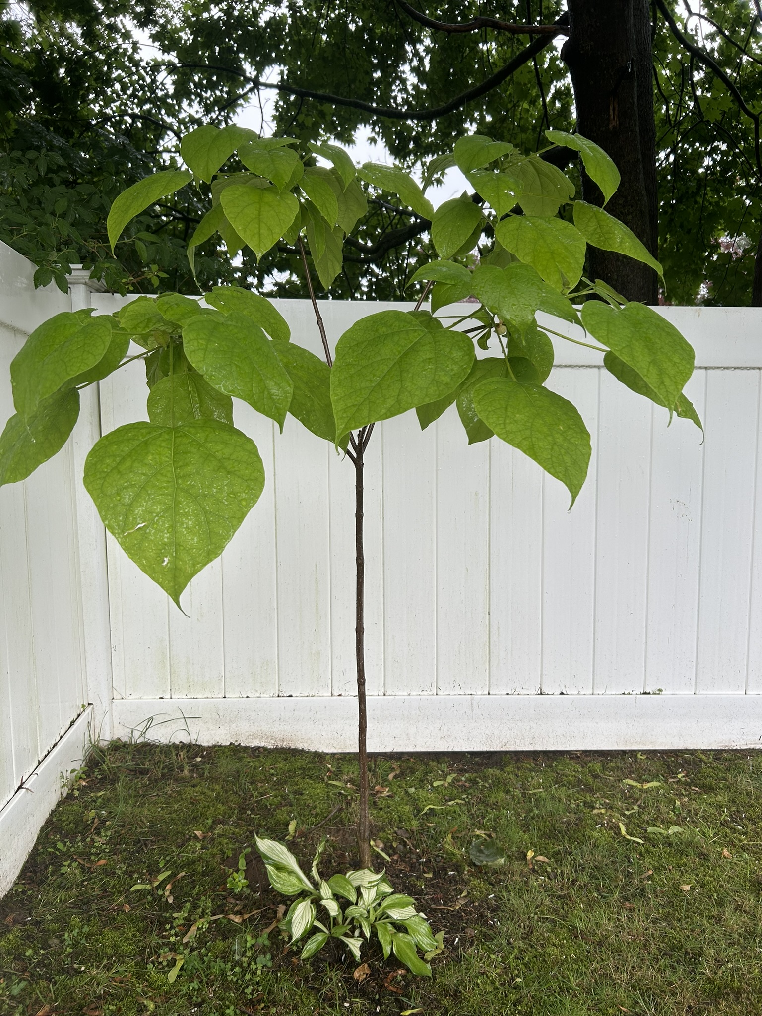 Our Growing Tree